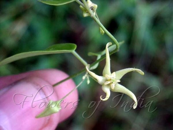 White Milkweed